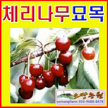 (소망)체리나무묘목(접목1년3그루 묶음)3개 품종기재