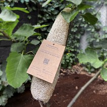 리네드 국산 천연 수세미 1개, 유기농 수세미 25-35cm