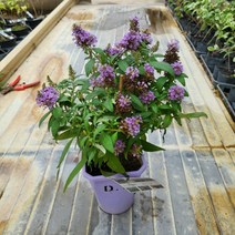 봄바람가든 붓들레아 리틀릴라 꼼꼼한포장 왜성붓들레아 버터플라이시리즈 개화주