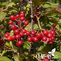 [나무인] 백당나무 개화주 2그루, 2개