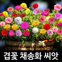 겹꽃 채송화 씨앗 겹채송화 portulaca seeds 1000알