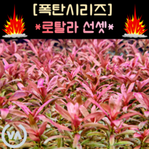 [수초폭탄] 기간한정 반값할인 아름다운 석양을 닮은 로탈라 선셋(18줄기) 초보수초 레이아웃 미니어항