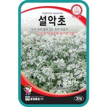 설악초 씨앗 20립