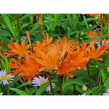 백양 상사화 구근/ 100구, 백양상사화 구근 100구