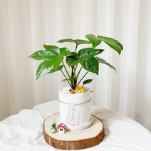 습도조절 가습효과 귀여운 손바닥을 닮은 팔손이나무, 1개