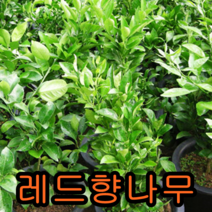 크렌베리묘목 포트묘3그루 유실수 꽃나무 나무 묘목 다래나무 과일나무, 레드향결실주1주