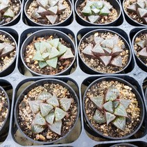 [해뜰다육] 주탄동자 하월시아 다육식물 선인장