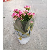행복한꽃순이//노블카랑코에(10cm분), 1개