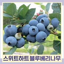 블루베리나무 묘목 스위트하트 포트묘 1개