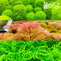 [풀미남 오픈이벤트] 초보 수초 세트 암브리아 (7촉) + 레드카붐바 (3촉) + 워터위스테리아 (3촉)