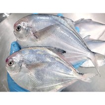 자연산 횟감손질 생물병어(목포&신안) 500g(7~10미전후), 1개