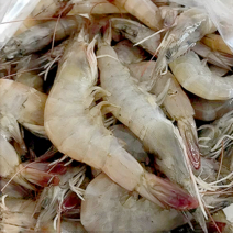 왕새우 (전라남도 순천만 급속냉동 특품 2kg), 급냉새우-2kg