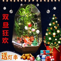 테라리움 키트 글래스 하우스 이끼테라리움 만들기 DIY 비바리움, 메리크리스마스(조립)