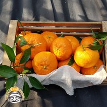 (롯데백화점)제주 화산송이 레드향 2kg (선물용 6-12과 실중량)