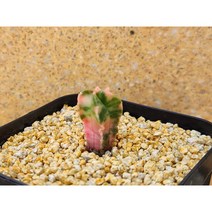 선인장/홍엽란봉옥금-2005 난봉옥금 아프리카농장