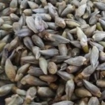 신이화건재 150g, 1개