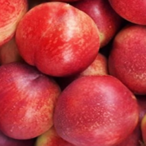 복숭아나무 묘목 신비복숭아나무 2년생, [ 신비복숭아나무 2년생 ]