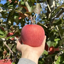 청송늘봄사과 부사 정품 3Kg 5Kg, 중과3kg(10~11과)