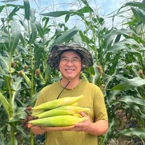 강원도 햇 찰 옥수수 10개~100개 미백 생옥수수 (홍천 영월 정선), 강원찰옥수수 30개