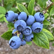 블루베리 묘목 신품종 /2년생//4주묶음/아오이류세이 (AORYUSEI) 신품종