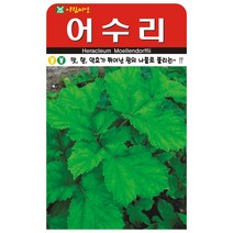 어수리 민속채소씨앗 50립 아람종묘 23년