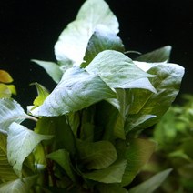 판타날 레드핀 1포트 -미미네아쿠아, 단품