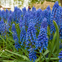 무스카리-블루 10cm화분묘 (묘종 4개) 노지월동 다년생 구근식물 번식용 봄개화 가을식재 천지가야생화