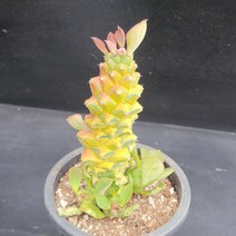 꽃다리 리치아이금 10 다육식물 다육금 아이만배송, 1개