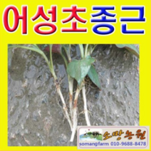(O소망)머위모종(2년차뿌리 종근) 20개