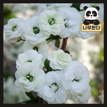 (나무판다) 장미조팝 7치 화분