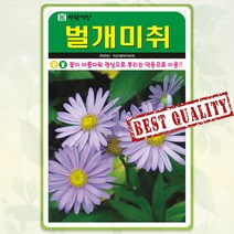 벌개미취 씨앗 종자 500립 꽃씨 몰 봄 여름 가을 야생화 다년생 꽃씨앗 벌개미취씨 AR