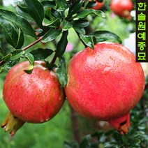 슈퍼왕석류(단석류) 삽목2년특묘 / R2결실주 묘목, 02. R2결실주(택배비주당1만원포함)