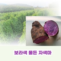 친환경 유기농 자색마 열대둥근마 [산지직송] 혼합1kg 2kg 3kg 5kg, 자색마혼합