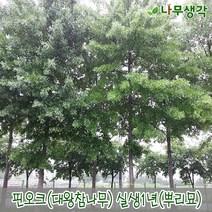 착한가격 나무생각 / 핀오크(대왕참나무) / 실생2년 / 1등묘 / 10주, 주