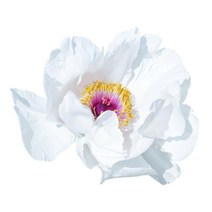 신혼 새보금자리 우아한 모란 액자 소 복을부르는 텔, 캔버스액자 (옆면연장)