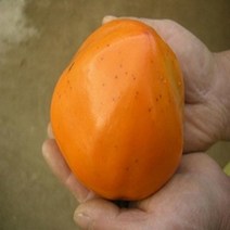 감나무(야오끼)R4CM(결실주)묘목/c1277, 1개