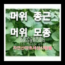 머위종근 70주 머위모종 머위씨앗재배