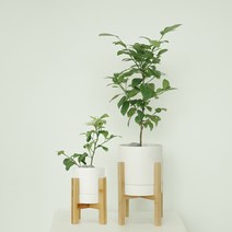 열매가 달려있는 오렌지레몬 나무 풀세트 _과일나무 결실주 열매 키우기 유실수 이사선물 승진선물, 오렌지레몬 중 풀세트, 스팡 기본형 화이트컬러 18cm + 받침