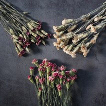 카네이션 드라이플라워 소량판매/5송이/미니사이즈 어버이날, 01. 카네이션-크림(5송이)