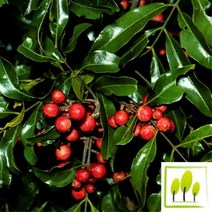 로즈우드(Rosewood E.O)에센셜오일, 100ml