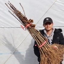 엄나무 묘목 민엄나무, 토종엄나무1년생 특묘 (가시있음)