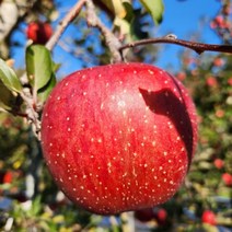괴산사과 속리산사과 10kg 44-50과 산막이옛길사과 연풍사과, 상세페이지 참조
