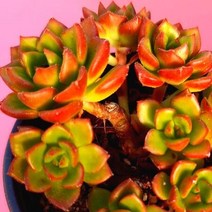 레티지아 7두 군생이 잘되는 예쁜 국민다육 식물7-30, 단품