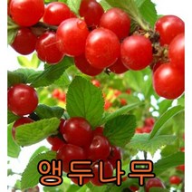앵두나무 접목1년특묘5그루 나무 묘목 앵두나무