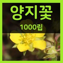 꽃씨몰 꽃씨 봄 파종 여름꽃씨 가을 노지월동 다년생 야생화 양귀비 종자 꽃씨앗, 217.양지꽃 1000립(다년생)