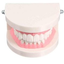 이빨 모형 치과재료상 치아 양치 질 프로 교육 구강 연구 관리 치아, 상세페이지 참조