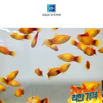 아쿠아시스템 선셋 플래티 1마리 키우기 쉬운 열대어