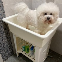 파파스 강아지욕조 애견욕조 고양이욕조 대형 목욕탕, 화이트
