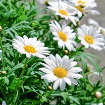 야생화 꽃씨 종자 샤스타데이지 정원 씨앗 10000립 꾸미기 종묘사 원예종묘, 본상품선택