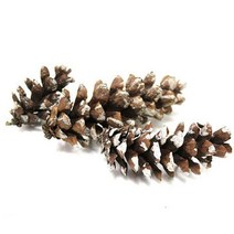 스쿨피아/눈내린천연솔방울/3개입/크기랜덤